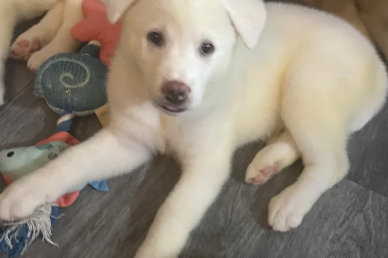 Japanese Akita Inu