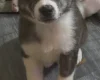 Japanese Akita Inu