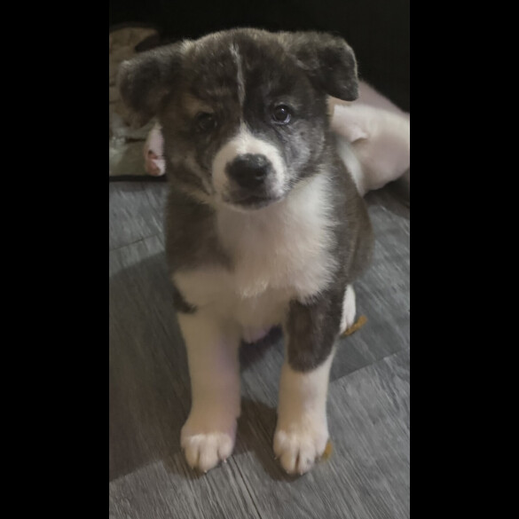 Japanese Akita Inu