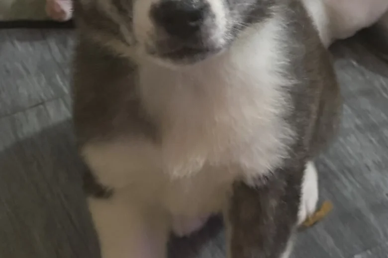 Japanese Akita Inu
