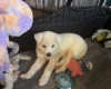 Japanese Akita Inu