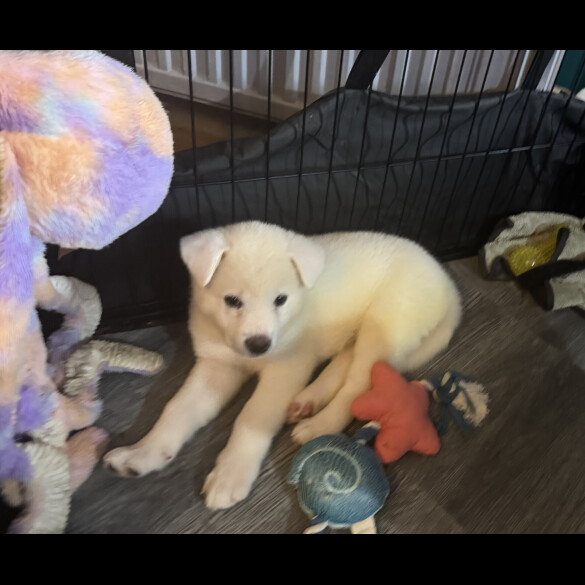 Japanese Akita Inu