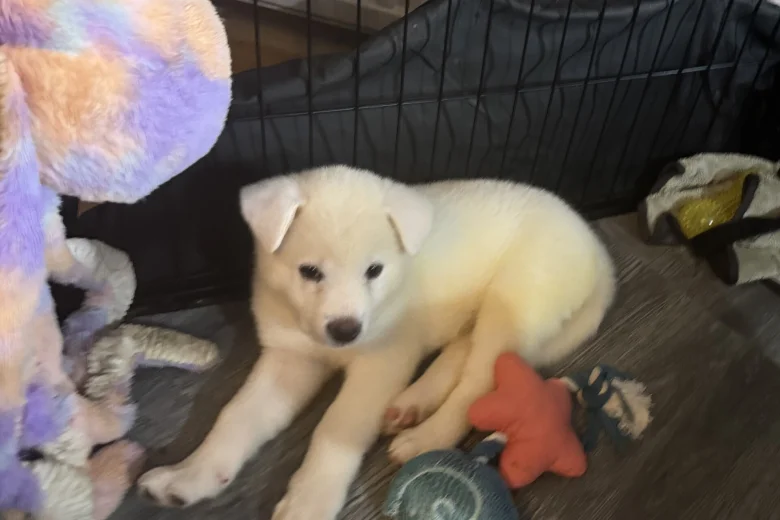 Japanese Akita Inu