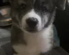 Japanese Akita Inu