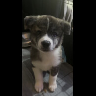 Japanese Akita Inu