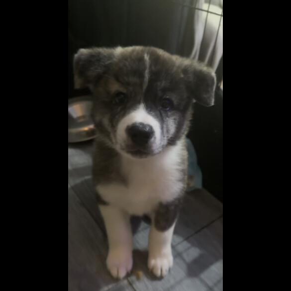 Japanese Akita Inu