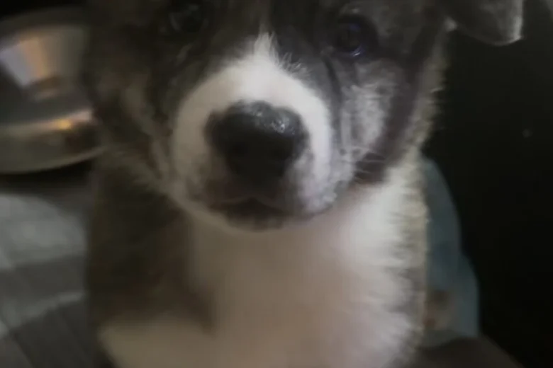 Japanese Akita Inu