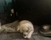 Japanese Akita Inu