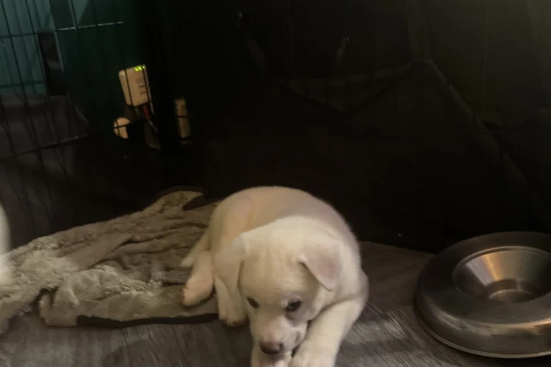 Japanese Akita Inu