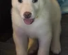 Japanese Akita Inu