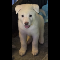 Japanese Akita Inu