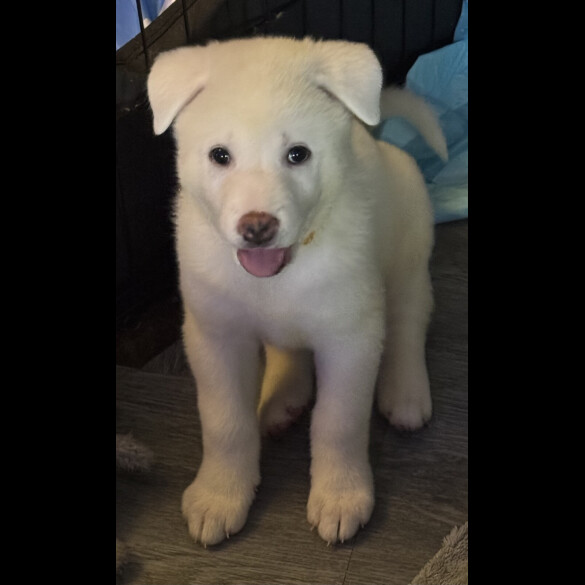 Japanese Akita Inu