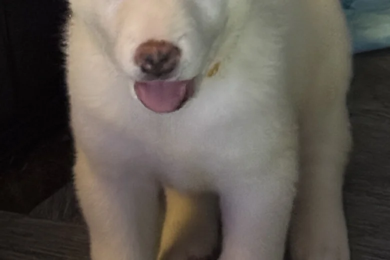 Japanese Akita Inu