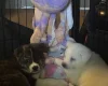 Japanese Akita Inu