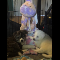 Japanese Akita Inu