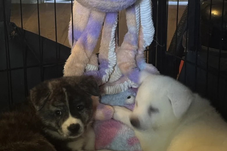 Japanese Akita Inu