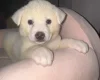 Japanese Akita Inu