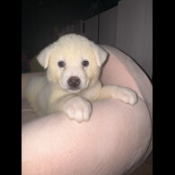 Japanese Akita Inu