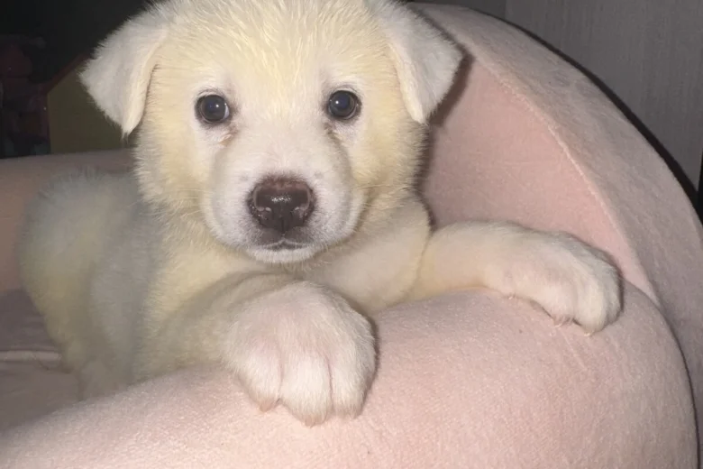 Japanese Akita Inu