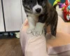 Japanese Akita Inu