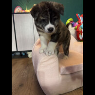 Japanese Akita Inu