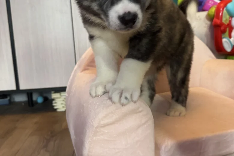 Japanese Akita Inu