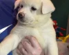 Japanese Akita Inu
