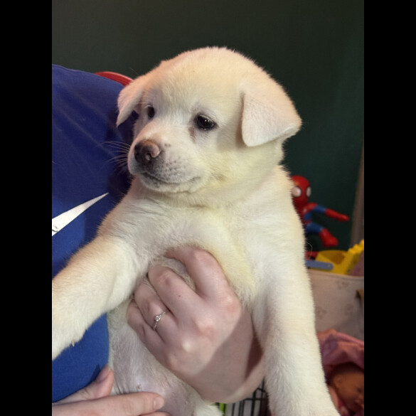Japanese Akita Inu
