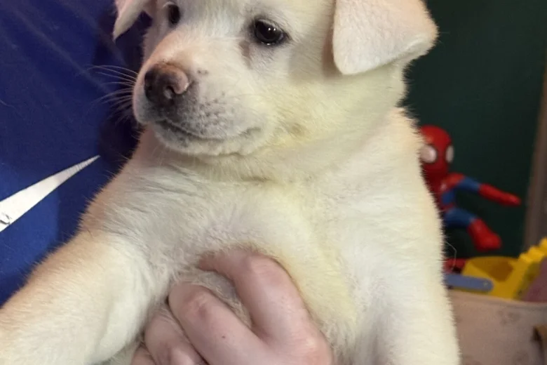 Japanese Akita Inu