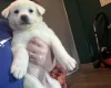 Japanese Akita Inu