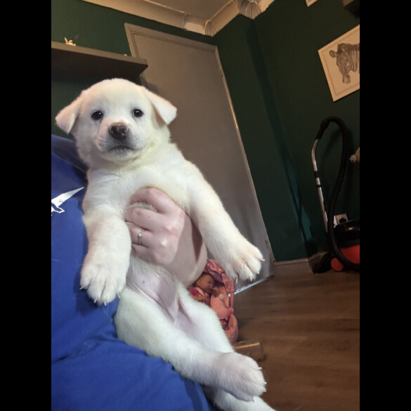 Japanese Akita Inu