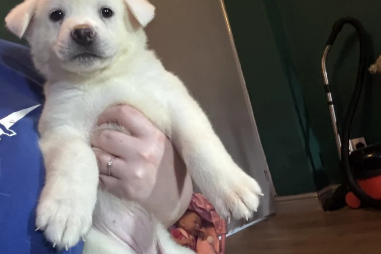 Japanese Akita Inu