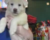 Japanese Akita Inu