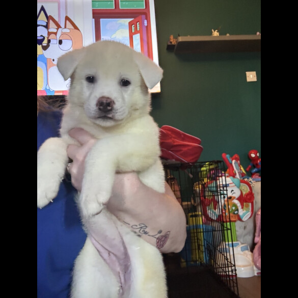 Japanese Akita Inu