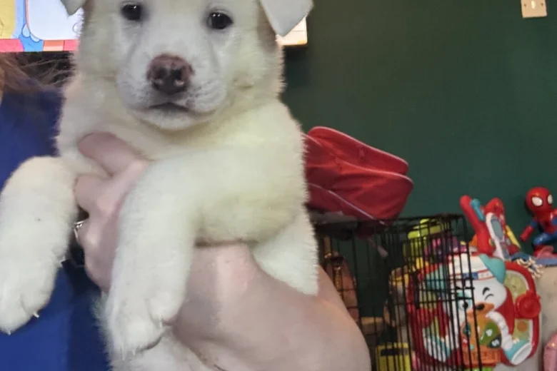 Japanese Akita Inu