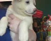 Japanese Akita Inu