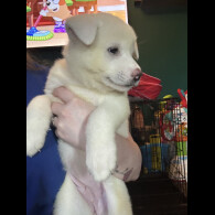 Japanese Akita Inu