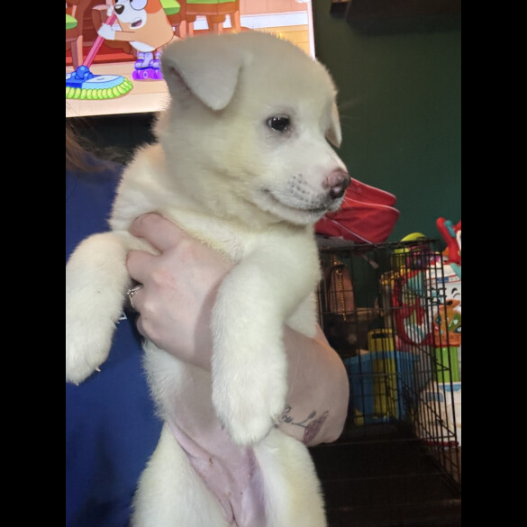Japanese Akita Inu