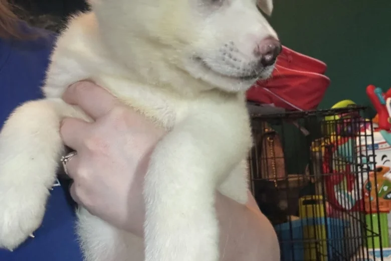 Japanese Akita Inu