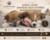 Japanese Akita Inu