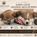 Japanese Akita Inu