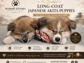 Japanese Akita Inu