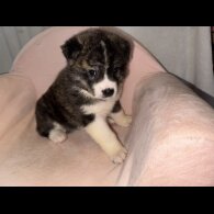 Japanese Akita Inu