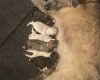 Japanese Akita Inu
