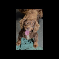 Cocker Spaniel (Working)