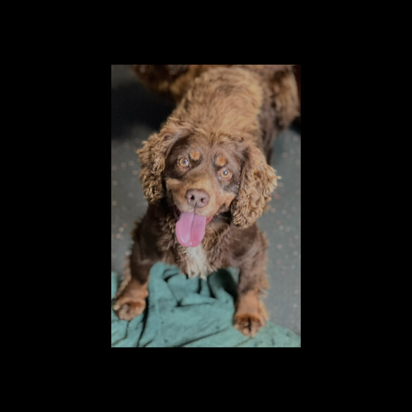 Cocker Spaniel (Working)