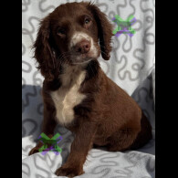 Cocker Spaniel (Working)