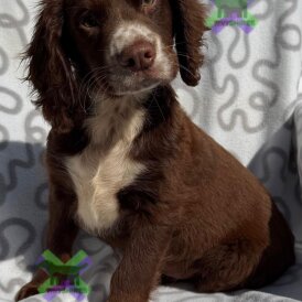 Cocker Spaniel (Working)