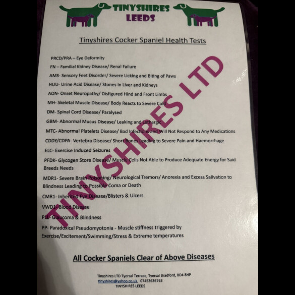 Cocker Spaniel (Working)