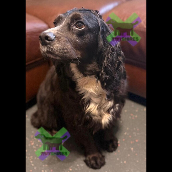 Cocker Spaniel (Working)